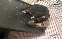 Rat rodents for sale: 3 male rats  - Image 5