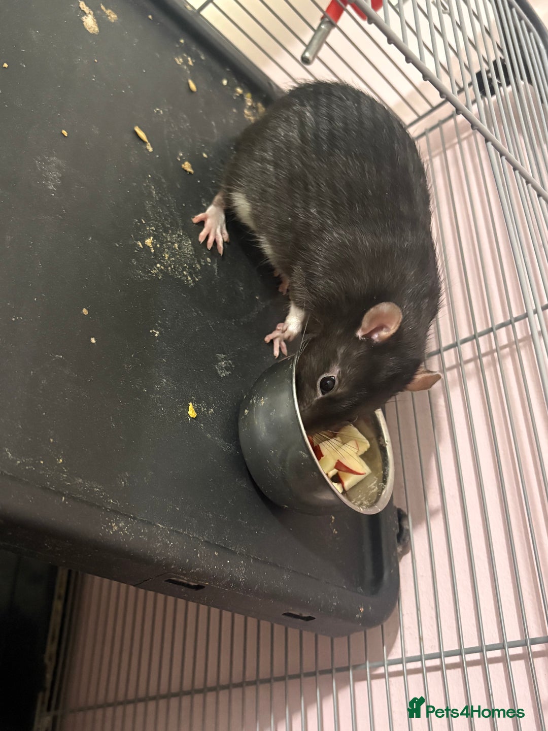 Rat rodents for sale: 3 male rats  - Image 5
