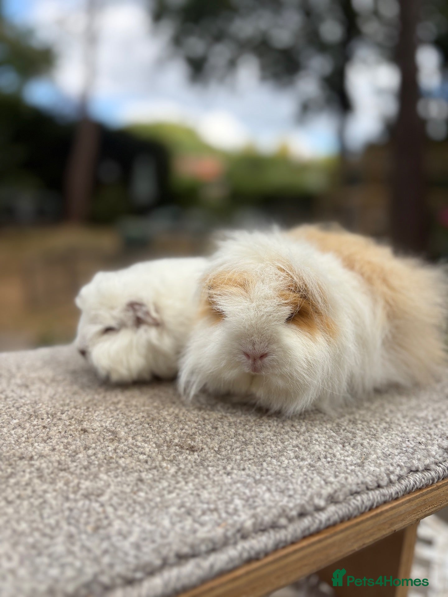 Guinea Pig rodents Swiss Guinea Pigs - Sows - Advert 1