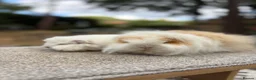 Guinea Pig rodents for sale: Swiss Guinea Pigs - Sows - Advert 1