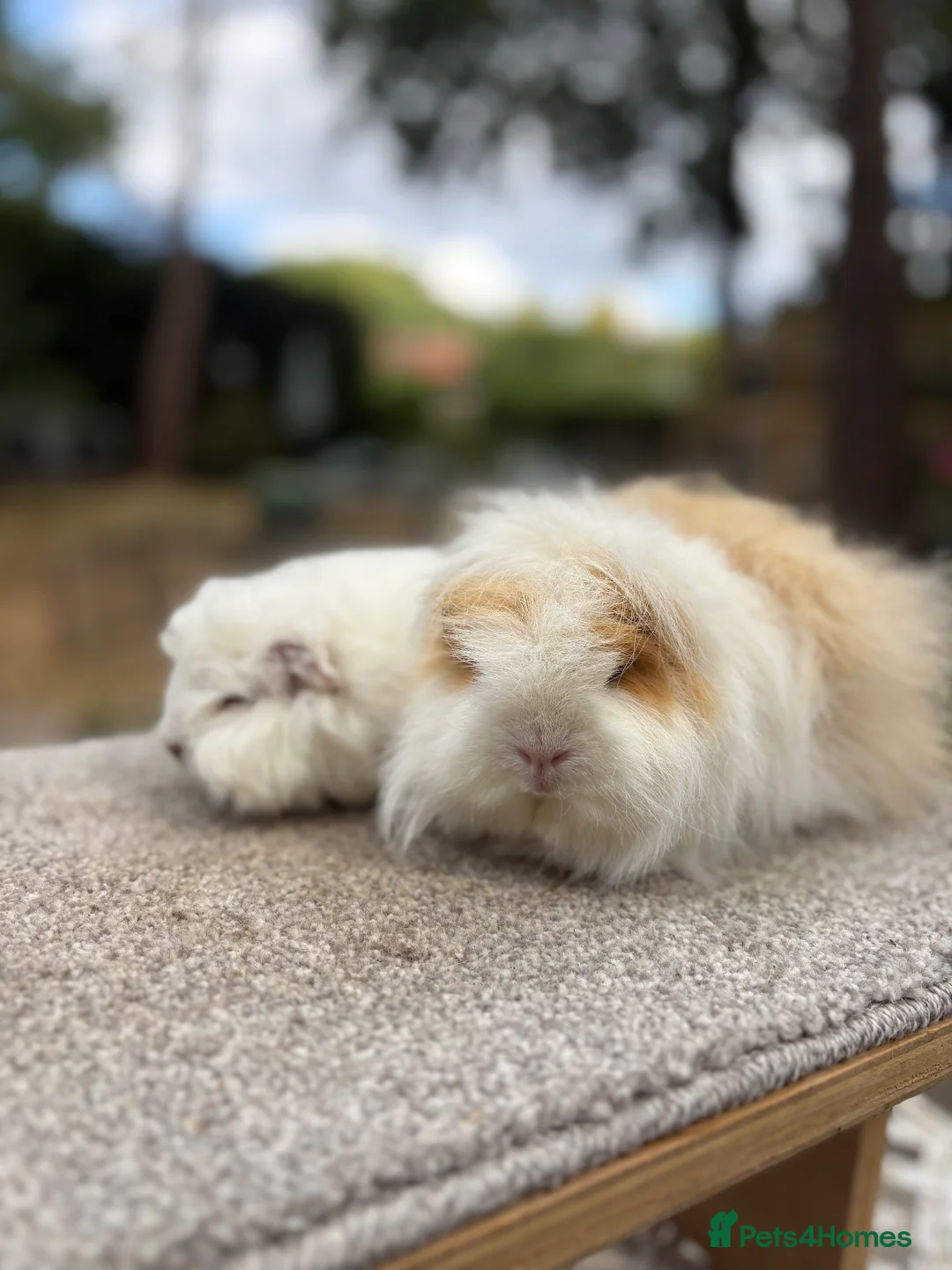 Guinea Pig rodents for sale: Swiss Guinea Pigs - Sows - Advert 1