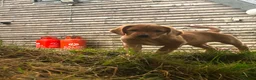 Springador dogs for sale: Adorable Springador puppies  - Advert 11