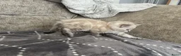 Mixed Breed cats for sale: Beautiful litter 3 left!! Ready to reserve now  - Advert 7