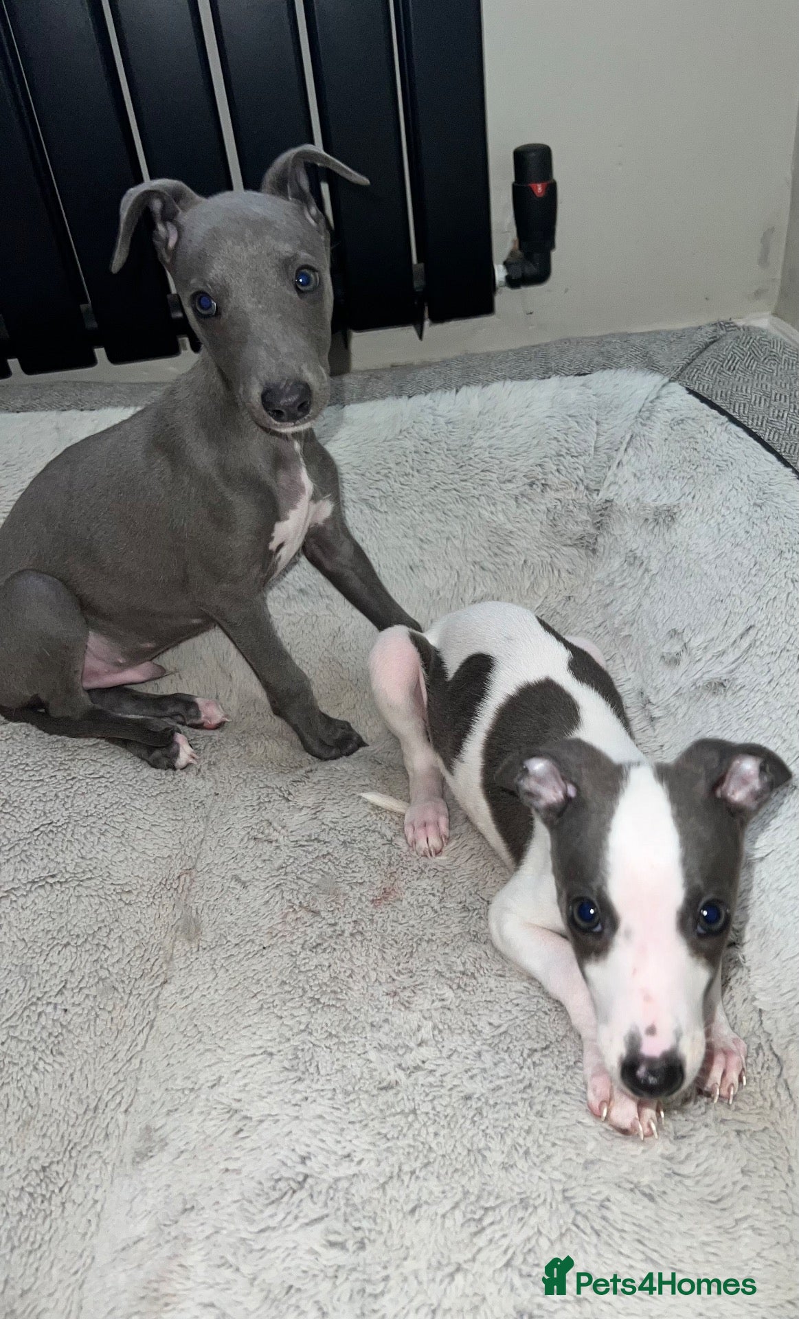 Whippet dogs BLUE KC WHIPPETS ready to leave now - Advert 2