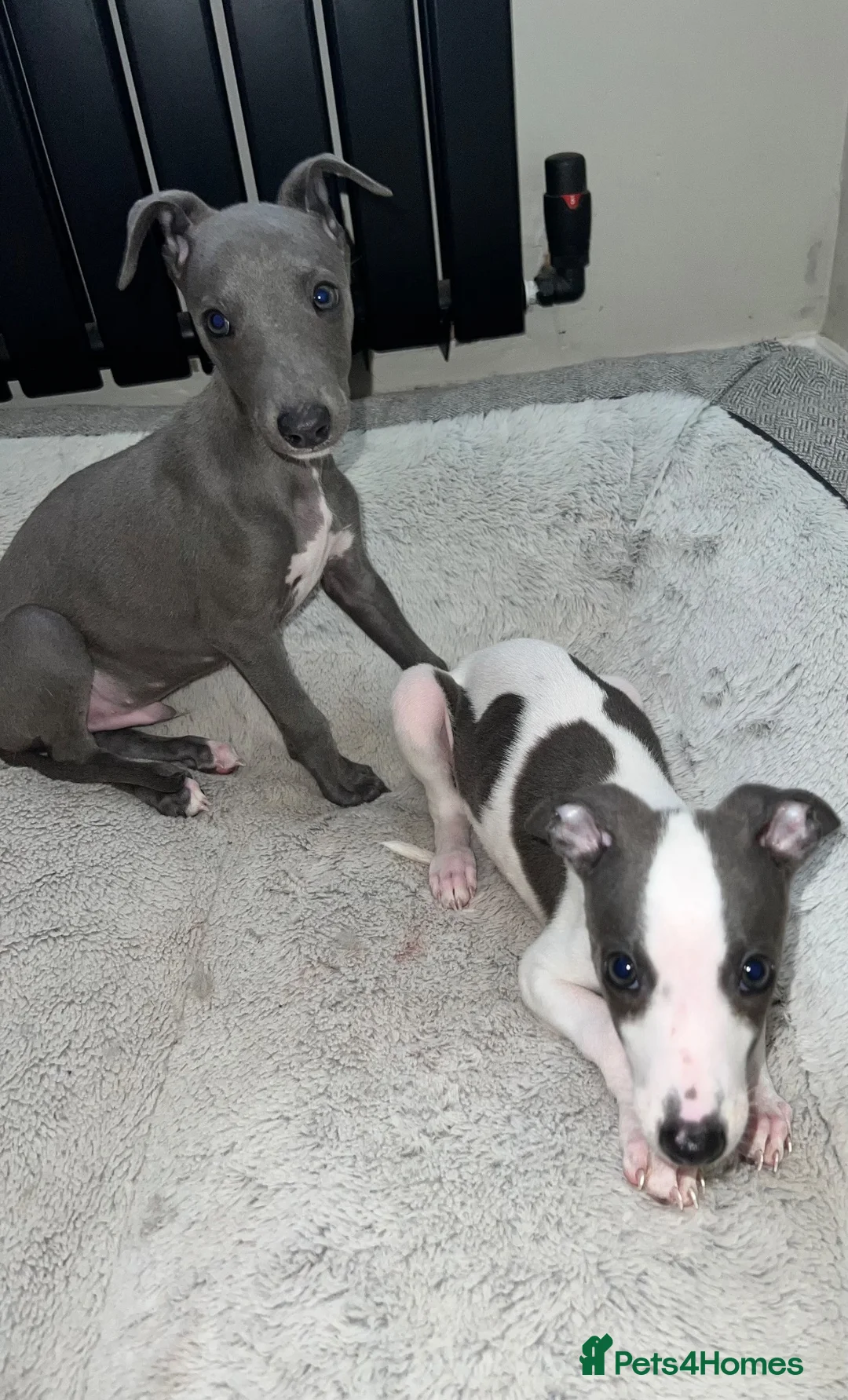 Whippet dogs for sale: BLUE KC WHIPPETS ready to leave now - Advert 1