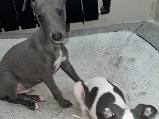 Whippet dogs BLUE KC WHIPPETS ready to leave now - Advert 2