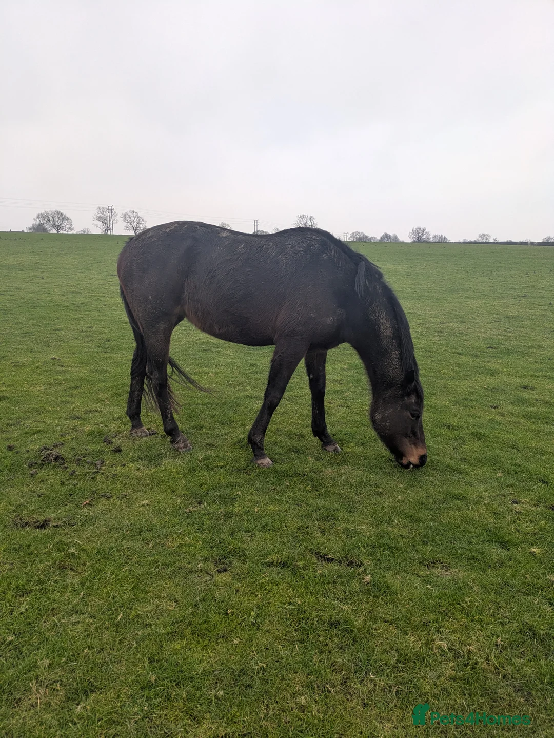English Thoroughbred horses for sale: Two thoroughbred horses for sale - Advert 4