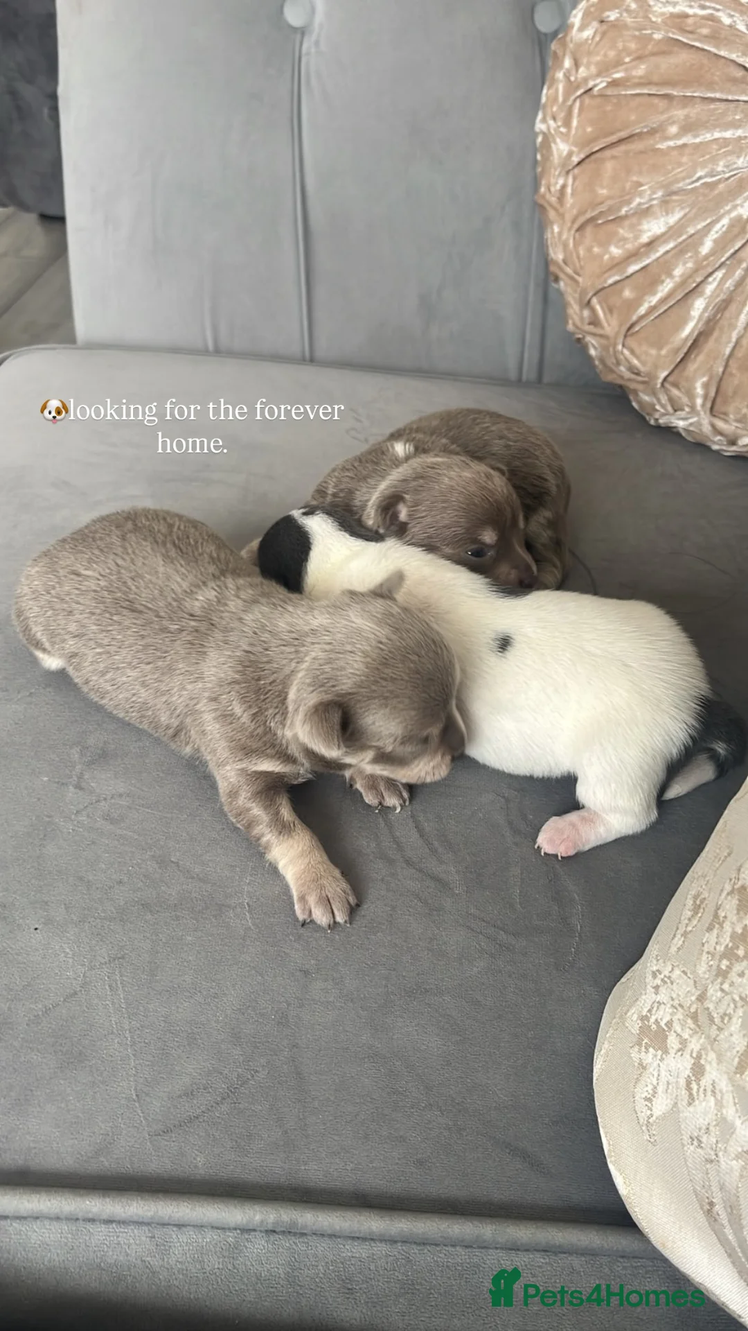 Chihuahua dogs for sale: gorj chihuahua pups ready for 🏡 - Advert 1