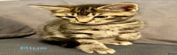 Mixed Breed cats for sale: Tabby kittens  in Abingdon - Advert 15