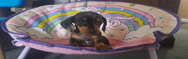 Dachshund 3