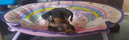 Dachshund dogs for sale: Beautiful dachshund puppies  in Burton-on-Trent - Advert 6