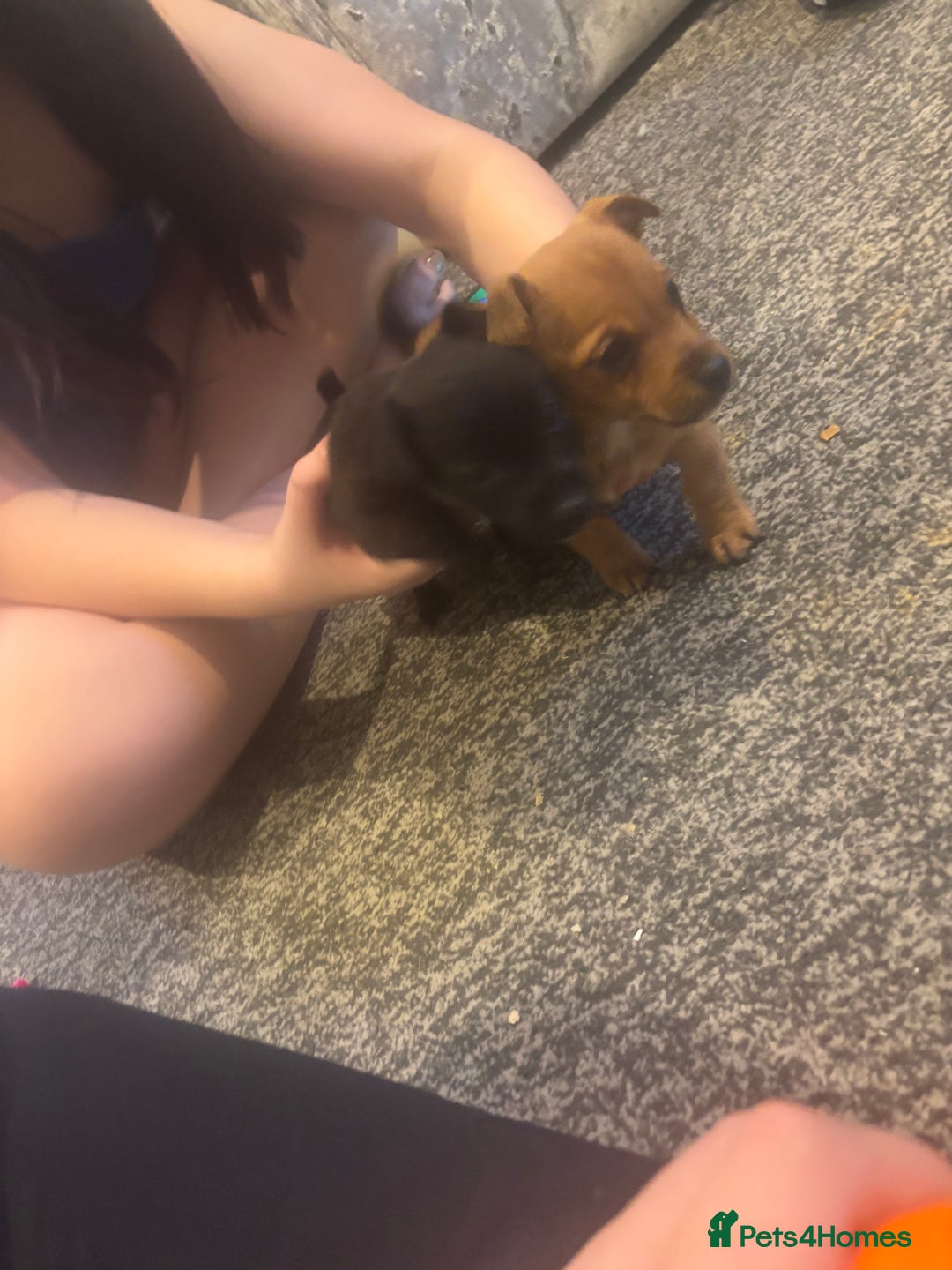 Jack Russell dogs for sale: Hi these are my beautiful Jack Russel puppies  - Advert 4