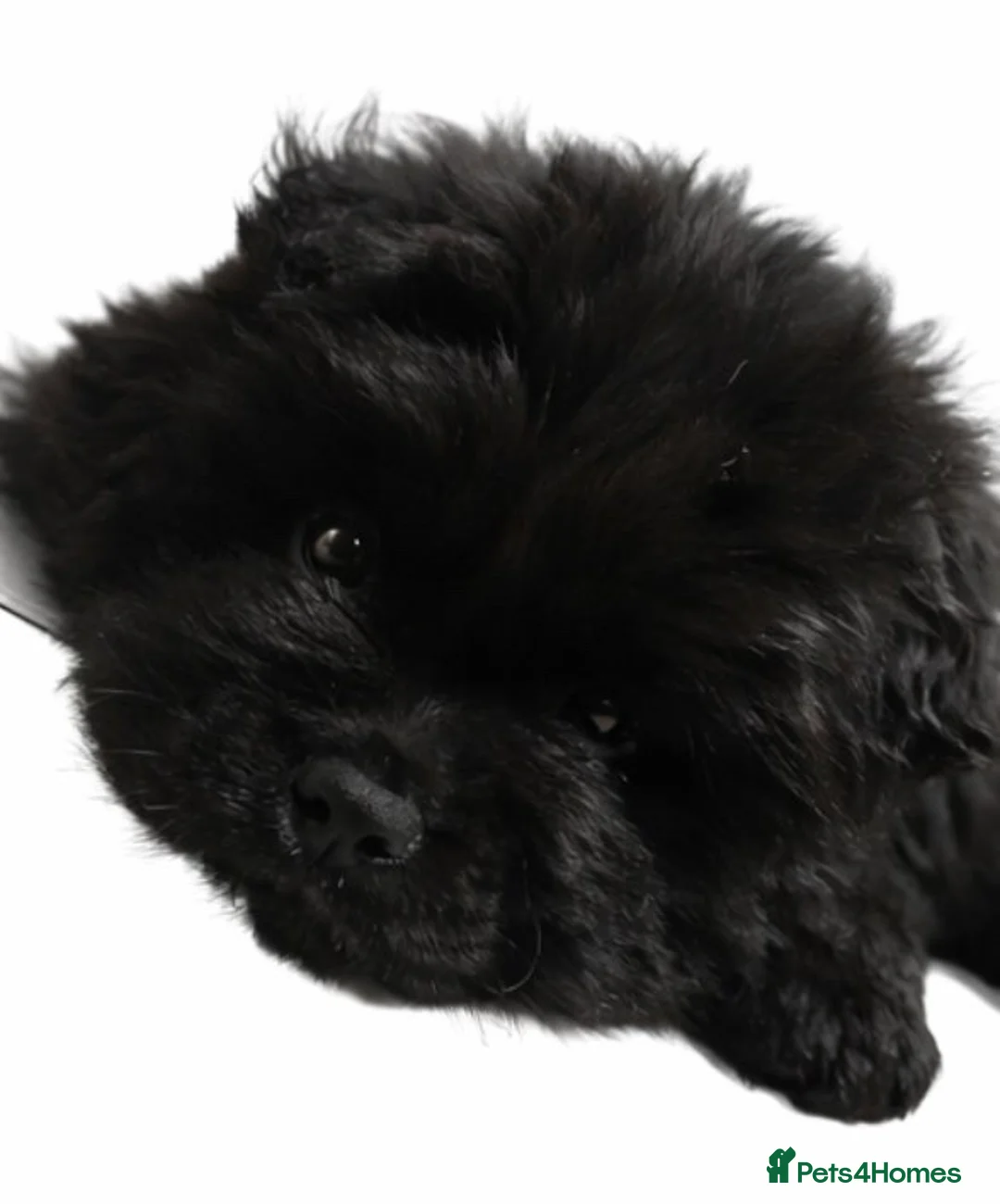 Chow Chow dogs for sale: Chow chow puppies in Edinburgh - Advert 3