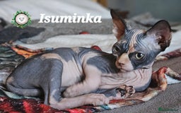Sphynx cats for sale: Adorable Canadian Sphynx – Champion line - Image 8
