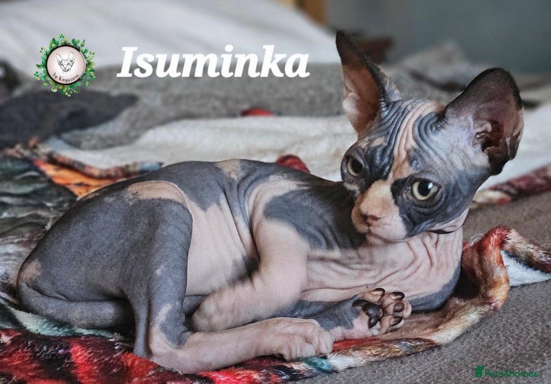 Sphynx cats for sale: Adorable Canadian Sphynx – Champion line - Image 8