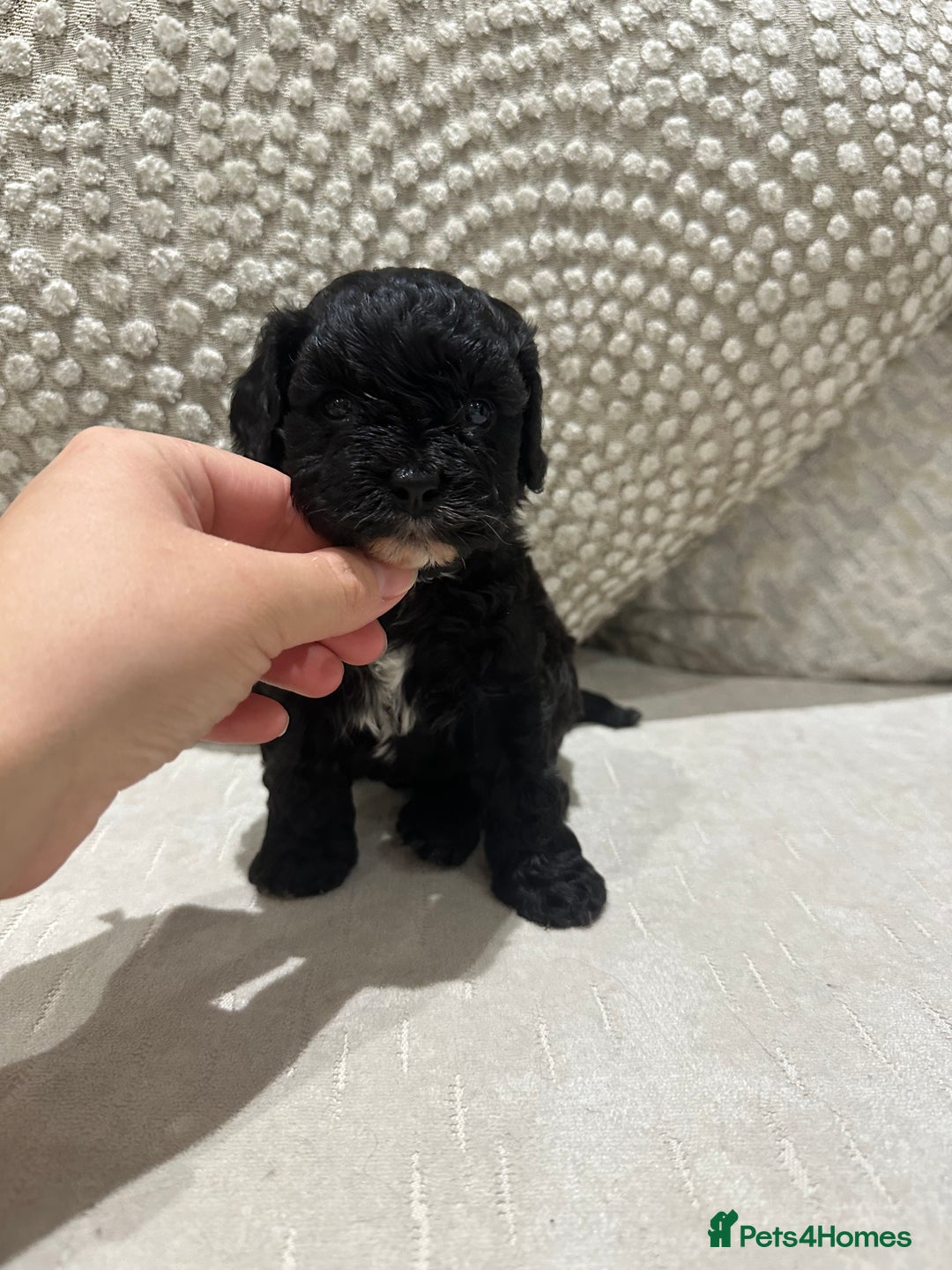 Cavapoo dogs for sale: F1 cavapoo puppies heath tested  - Advert 5