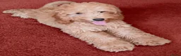 Cockapoo dogs for sale: Adorable Cockapoos Looking for Loving Homes 🐶❤️  - Advert 2
