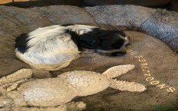 Cocker Spaniel dogs for sale: Cocker Spaniel Pups - Image 1