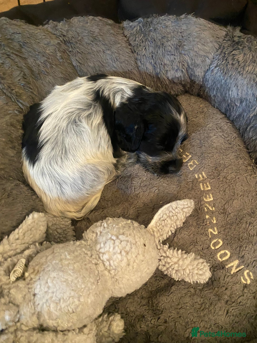 Cocker Spaniel dogs for sale: Cocker Spaniel Pups - Image 1