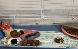 Guinea Pig rodents for sale: Pair of Female Guinea Pigs with cage - Image 12