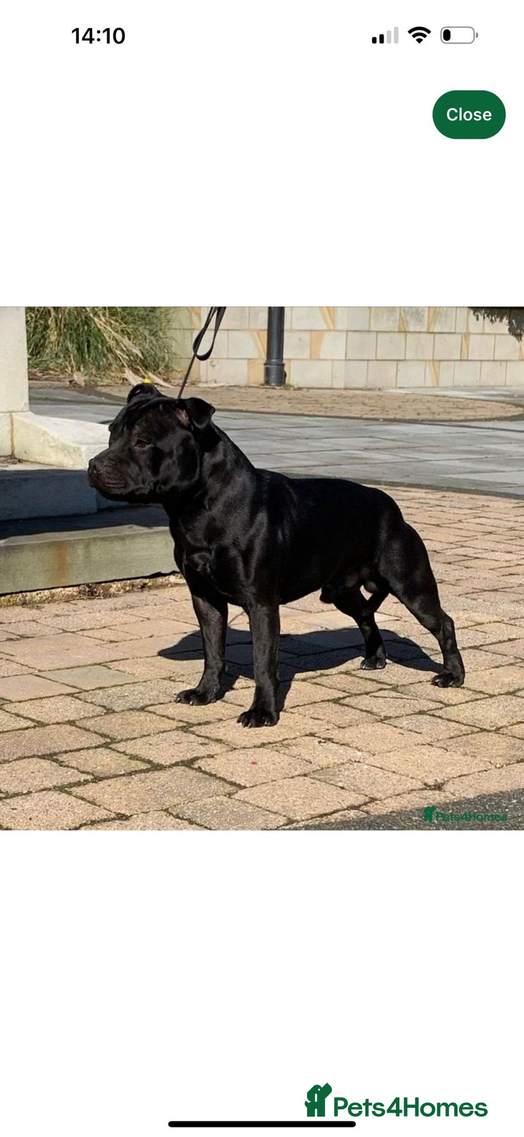 Staffordshire Bull Terrier dogs for sale: Staffys Puppies   25+ Champions ( Show Quality ) - Advert 36