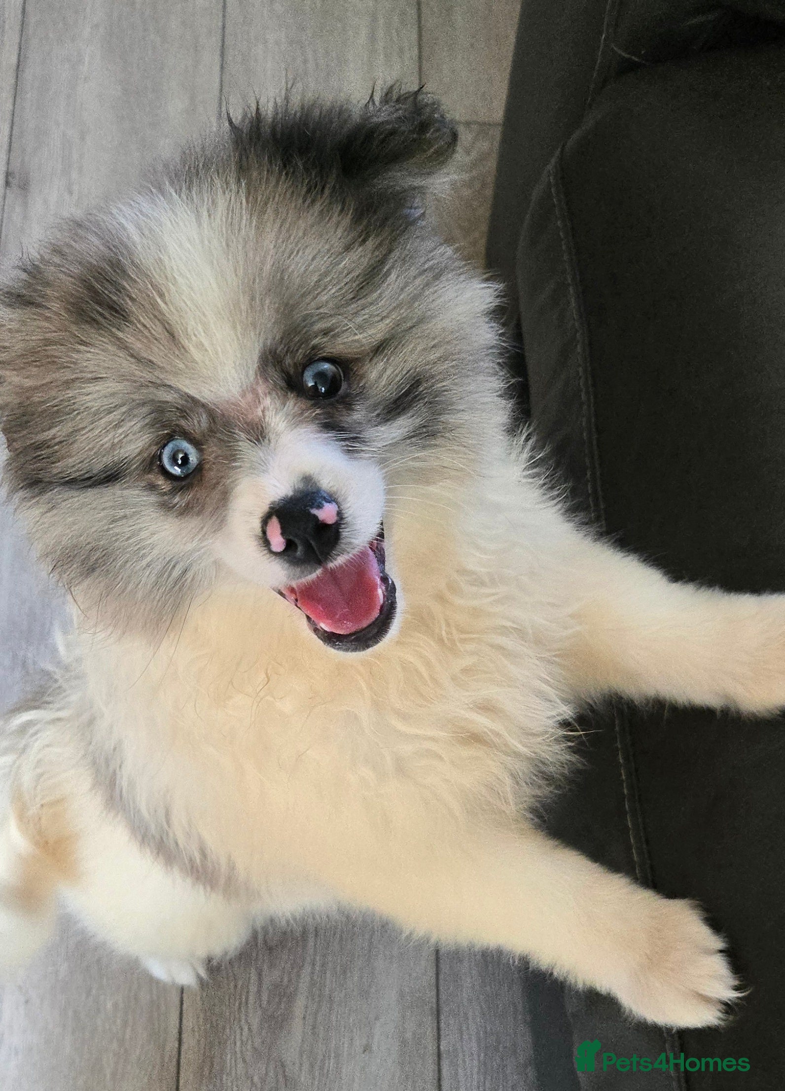 Pomeranian dogs  3 gorgeous pomeranian puppies available  - Advert 2