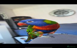 Lorikeets birds for sale: RAINBOW LORIKEET (called blu)  - Image 5