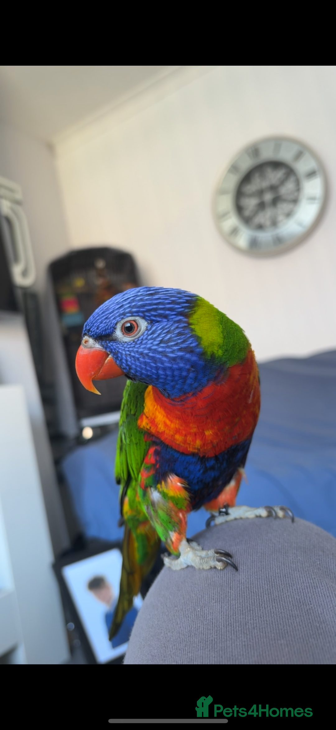 Lorikeets birds for sale: RAINBOW LORIKEET (called blu)  - Image 5