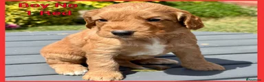 Cockapoo 1