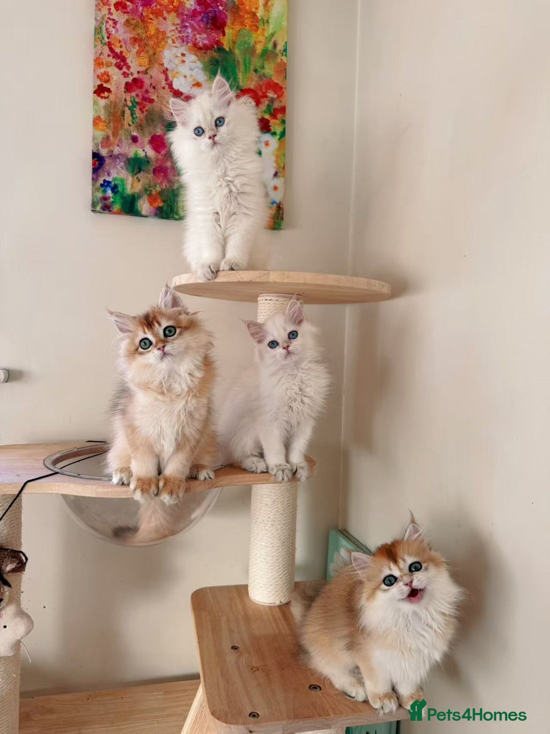 British Longhair cats for sale: Stunning Golden British Longhair Kittens - Advert 6