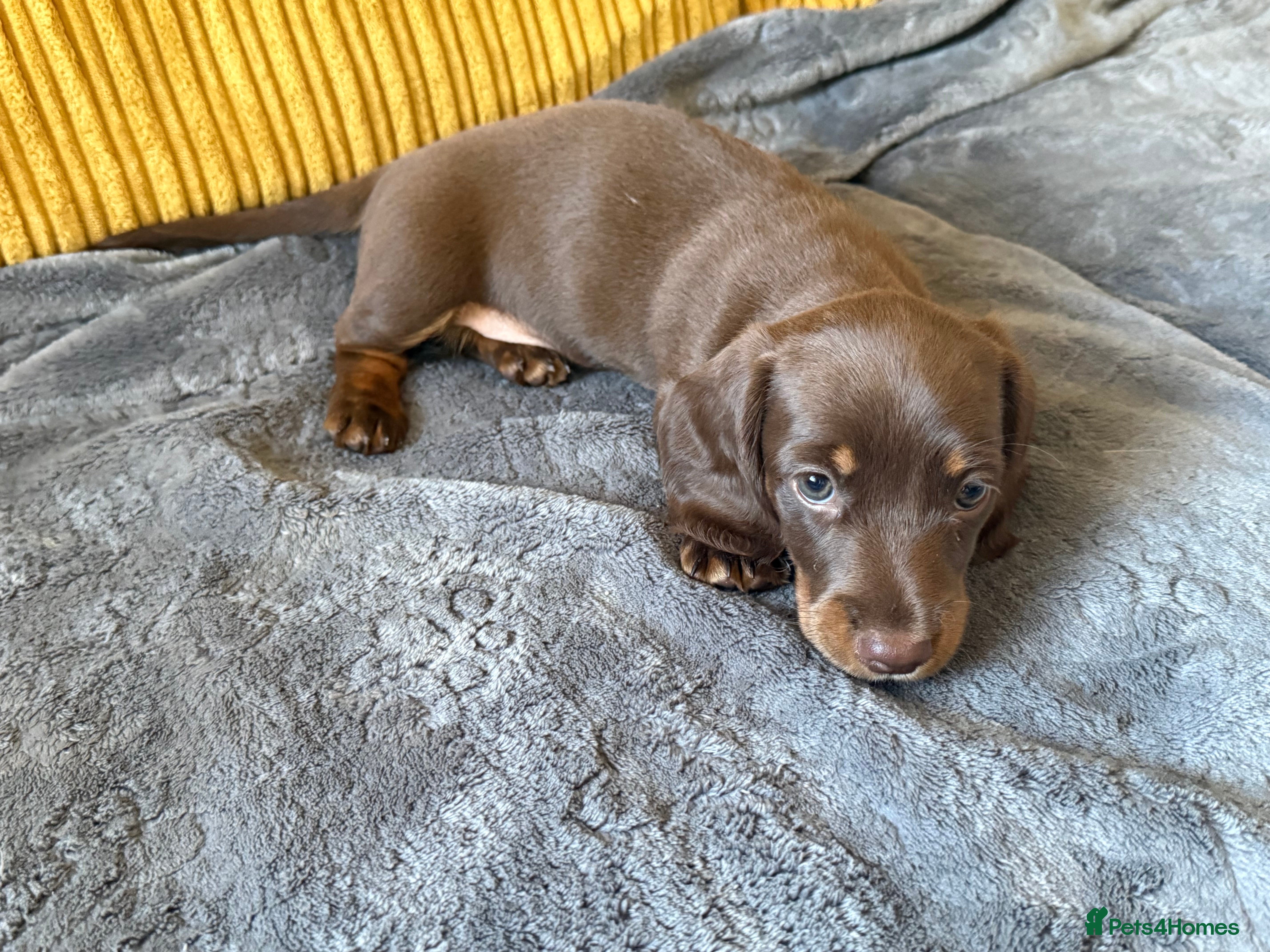 Miniature Dachshund dogs Tan Miniature dachshunds  - Advert 18