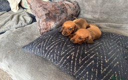 Miniature Dachshund dogs for sale: Stunning Brindle Dachshunds  - Image 12