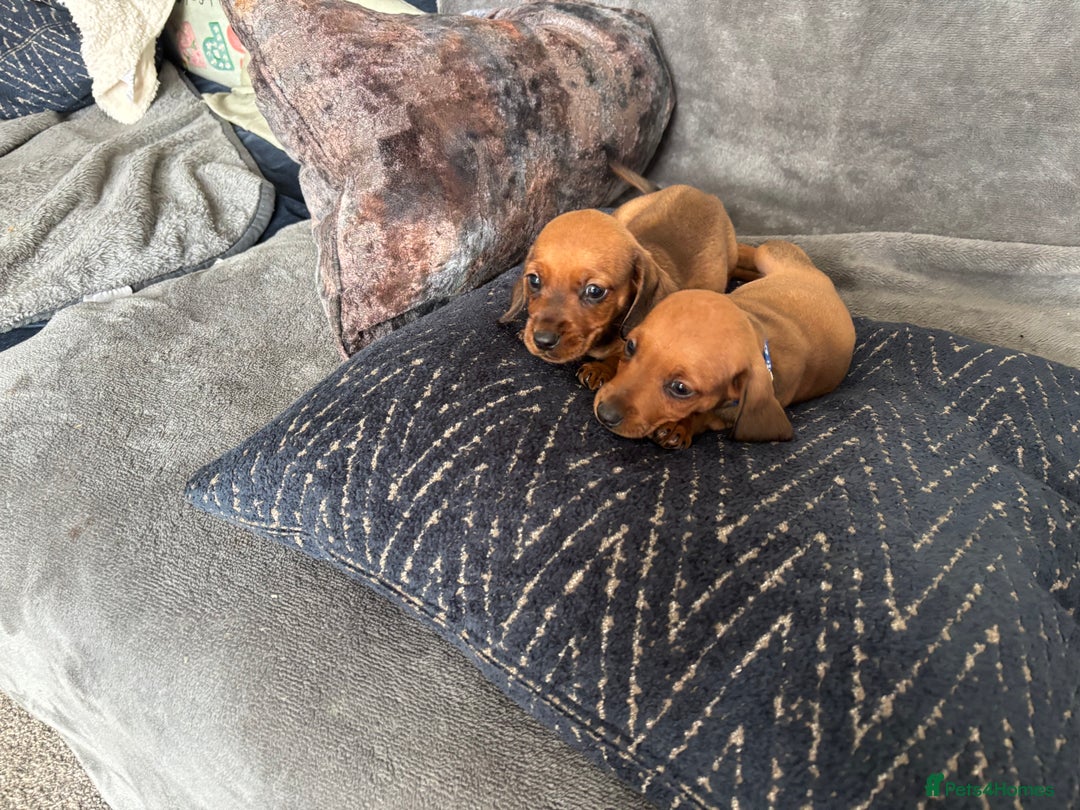 Miniature Dachshund dogs for sale: Stunning Brindle Dachshunds  - Image 12