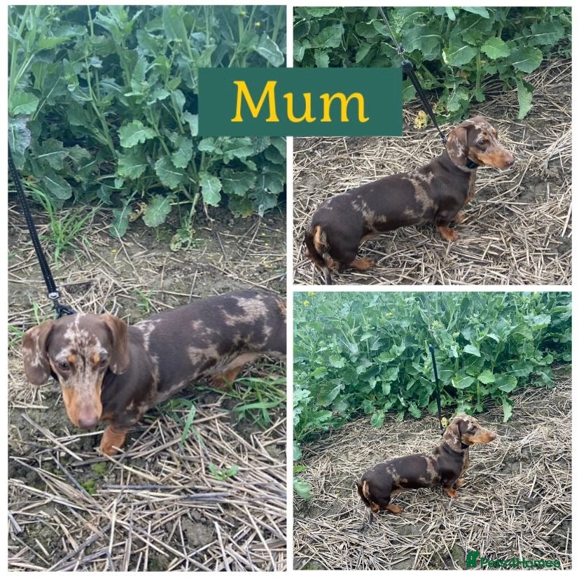 Miniature Dachshund dogs KC Miniature Dachshund 2 girls & 2 boys - Advert 3
