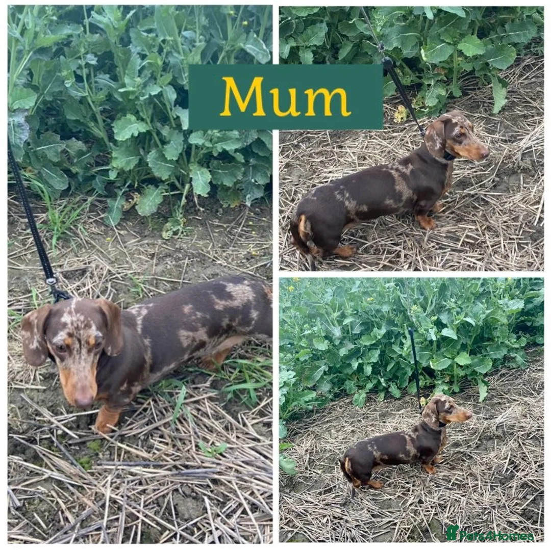 Miniature Dachshund dogs for sale: KC Miniature Dachshund 2 girls & 2 boys - Advert 1