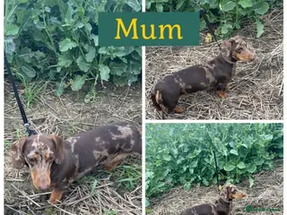 Miniature Dachshund dogs KC Miniature Dachshund 2 girls & 2 boys - Advert 1