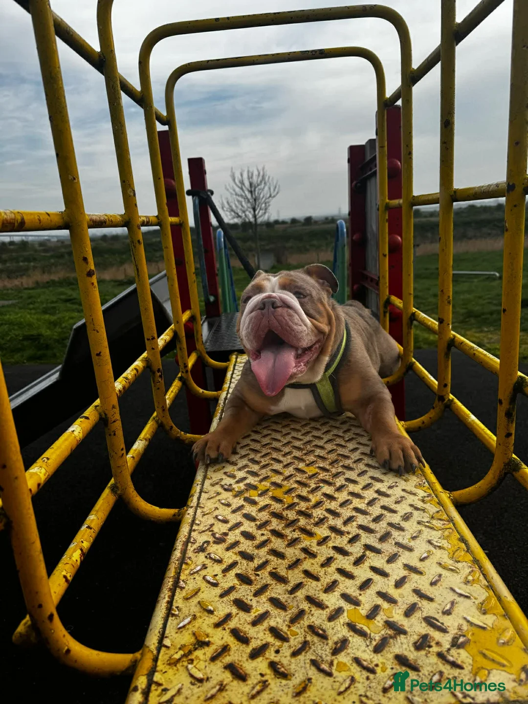 English Bulldog dogs for sale: English bulldog girl - Advert 6