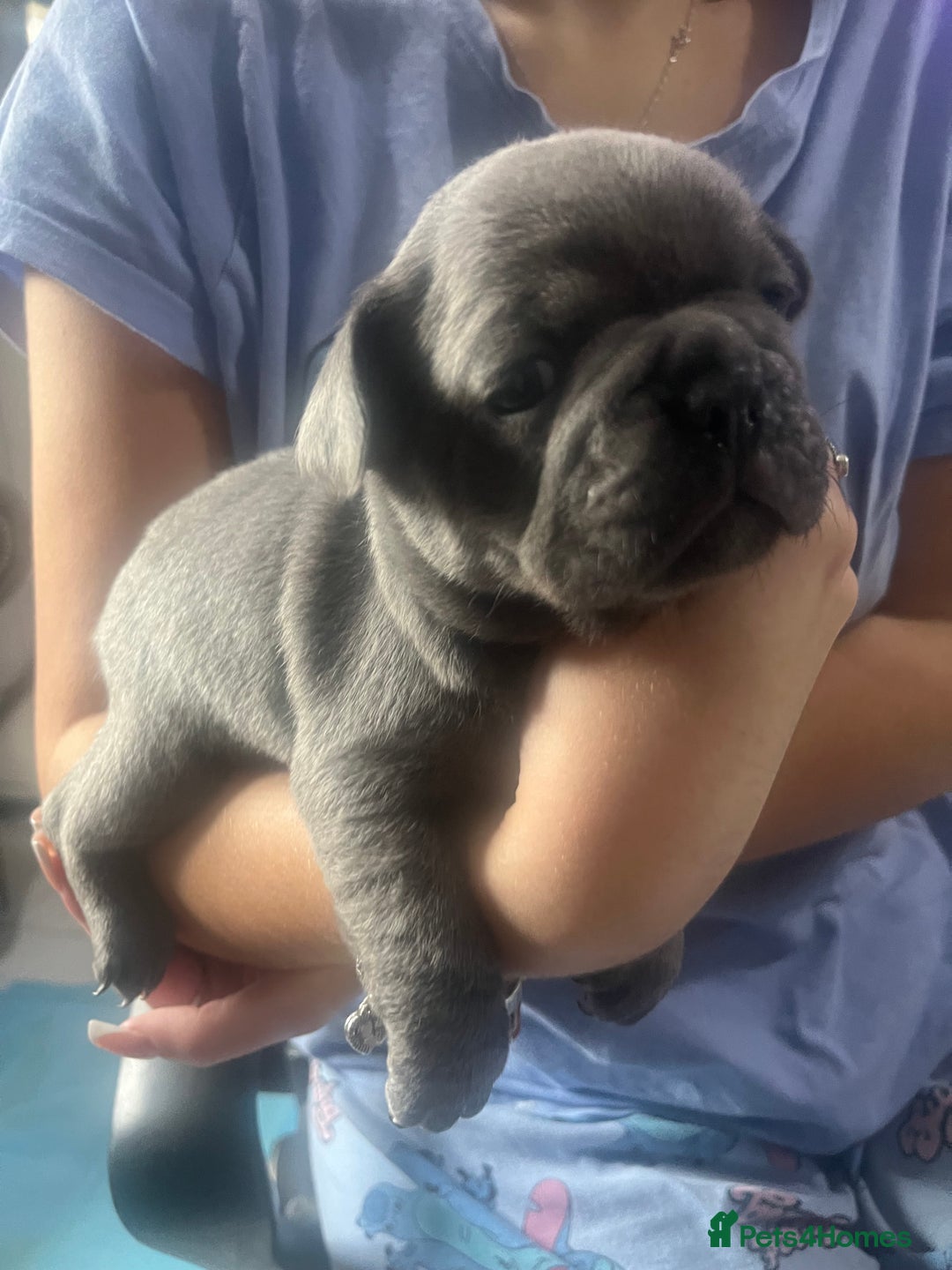 French Bulldog dogs for sale: Lilac carrying fluffy  - Advert 5