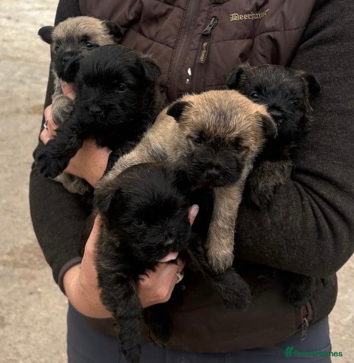 Cairn Terrier dogs KC Registered Cairn Terrier Pups - Advert 12