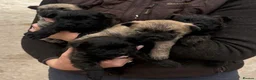Cairn Terrier dogs for sale: KC Registered Cairn Terrier Pups - Advert 23