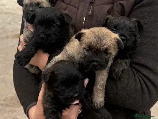 Cairn Terrier dogs KC Registered Cairn Terrier Pups - Advert 3
