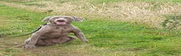 Weimaraner dogs for stud: '''''OAKLEY''''' 100% Proven Stud in Nottingham - Advert 1