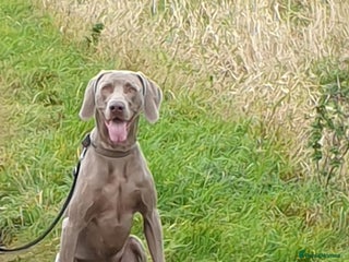 Weimaraner dogs in Nottingham - Advert 8