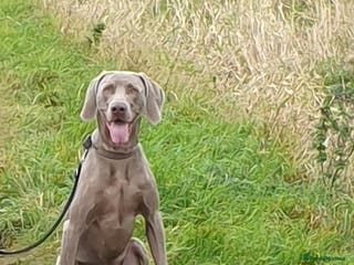 Weimaraner dogs '''''OAKLEY''''' 100% Proven Stud in Nottingham - Advert 2