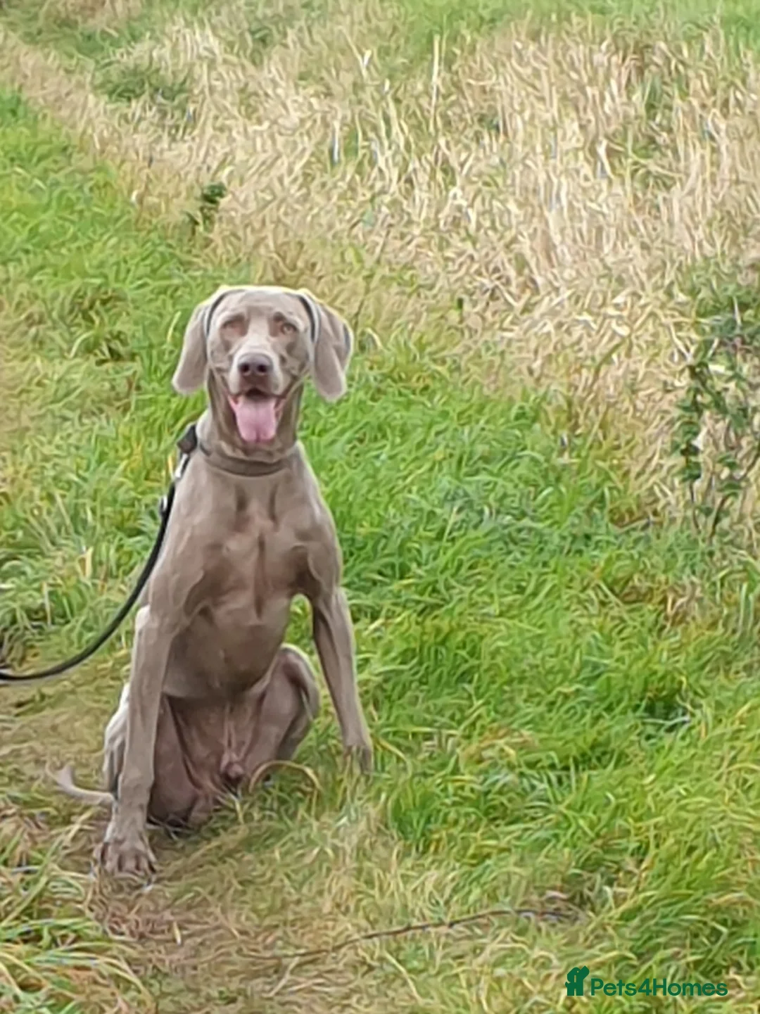 Weimaraner dogs for stud: '''''OAKLEY''''' 100% Proven Stud in Nottingham - Advert 1
