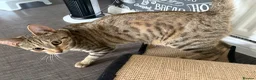 Mixed Breed cats for sale: Bengal Cross Kitten in Northampton - Advert 3