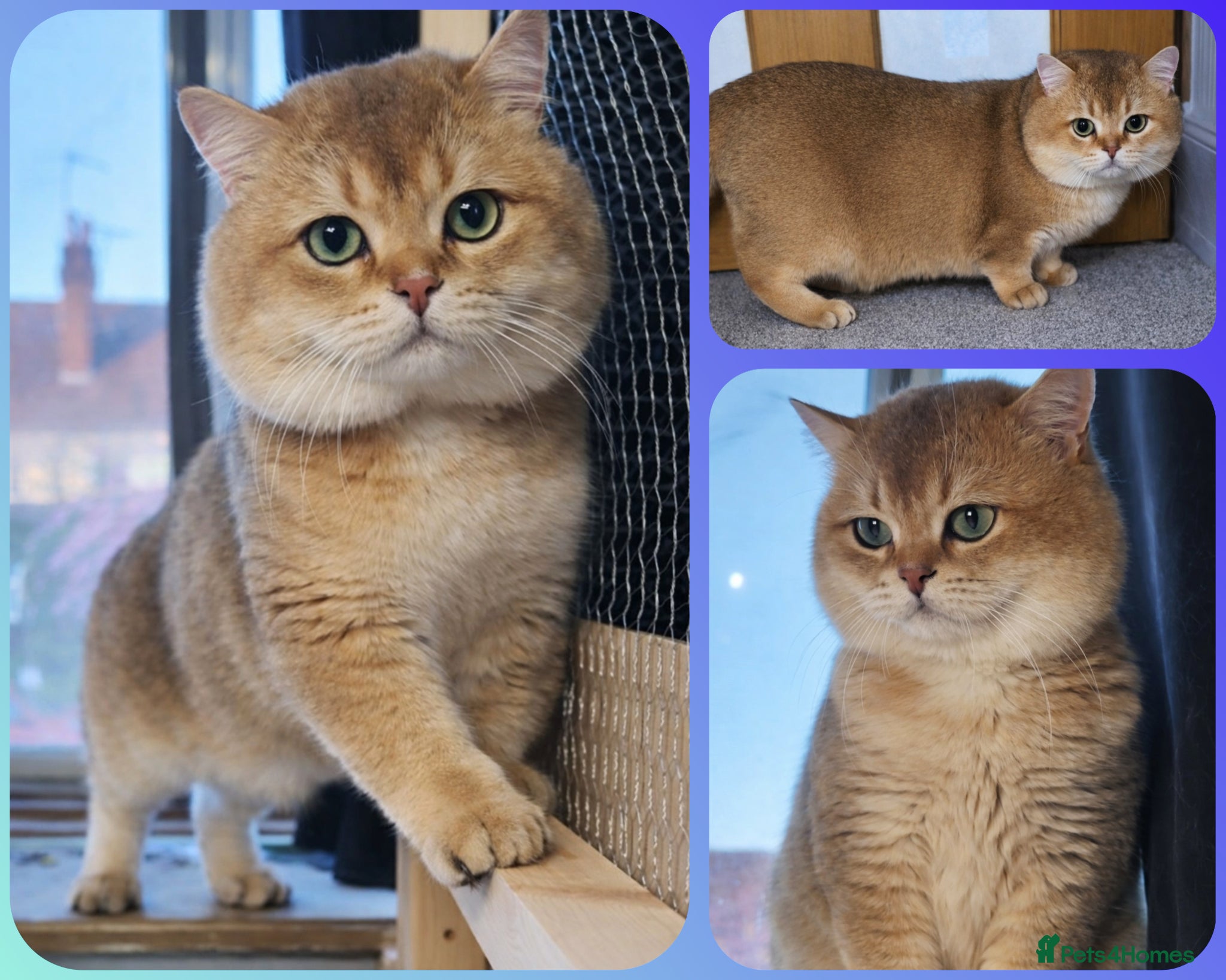 British Shorthair cats ⚜️GOLDEN BSH 🏆 TICA and GCCF reg - Advert 1