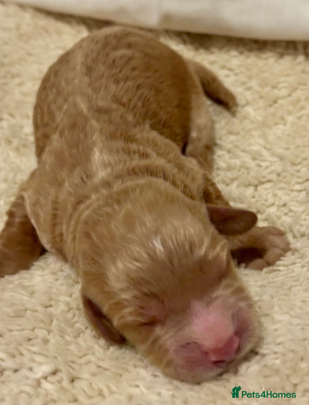 Cockapoo dogs for sale: F1 show type cockapoo puppies  - Advert 11