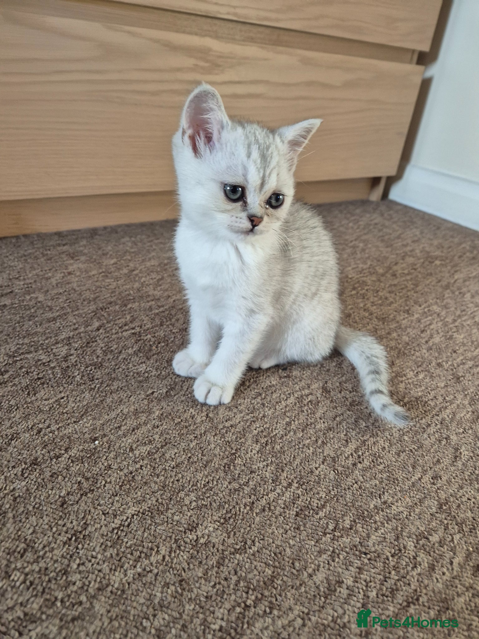 Scottish Fold cats A female cat is looking for a loving  family.  - Advert 16