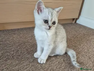 Scottish Fold cats A female cat is looking for a loving family. - Advert 10